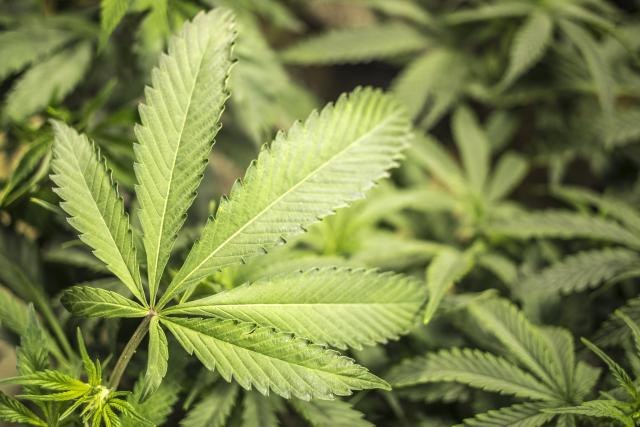  Полицијата пронајде најлонска кеса со марихуана на патот Охрид-Струга