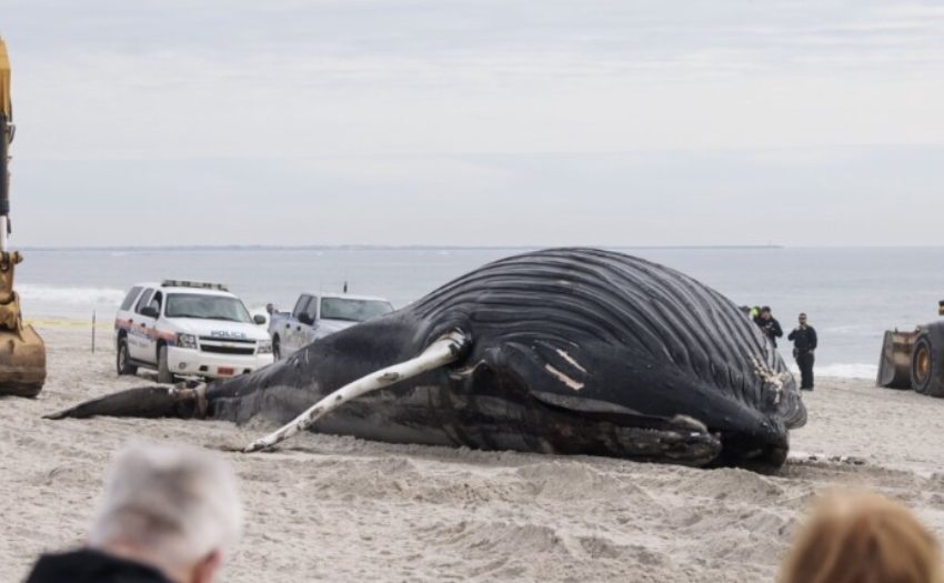  Морето исфрли угинат кит на брегот кај Њујорк