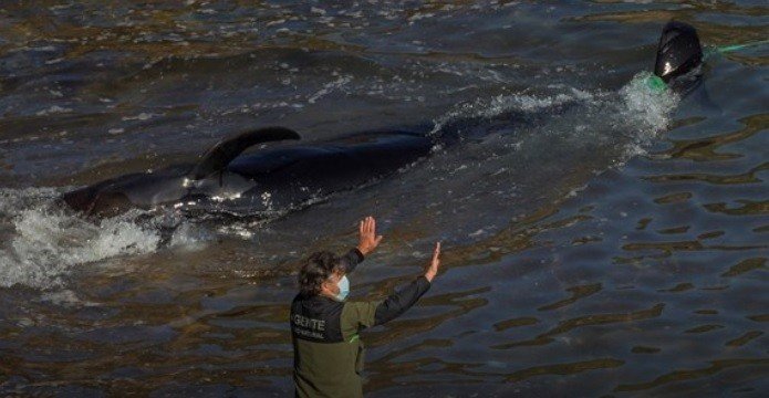  Морето исфрли мртви китови – дали е ова последица на земјотресот?