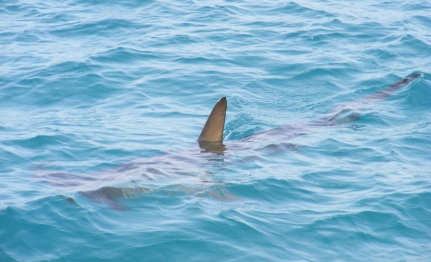  Исчезнат маж пронајден во стомак на ајкула, семејството го идентификувало по тетоважа