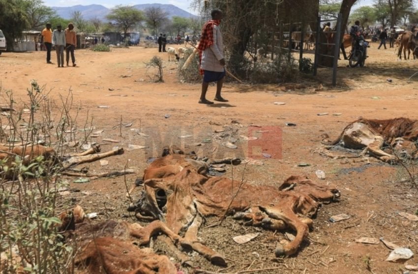  Во Кенија, 2,6 милиони животни се изложени на ризик од смрт поради суша