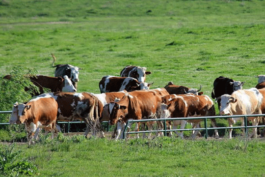  Случај на кравјо лудило во Холандија