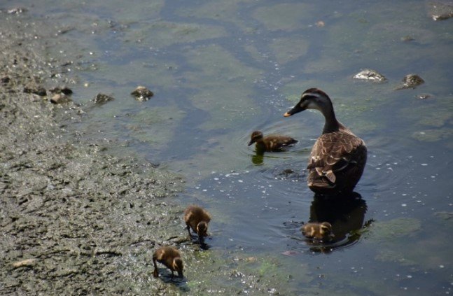  Повеќе од 330 животински видови во светот се затруени со неуништливи хемикалии