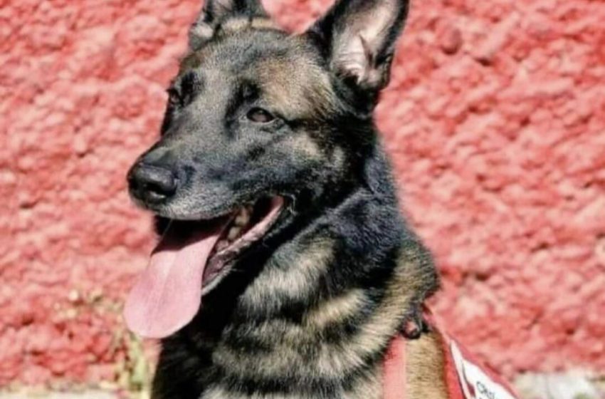 Почина кучето што спаси две лица во Турција: Херојот бил закопан во урнатините