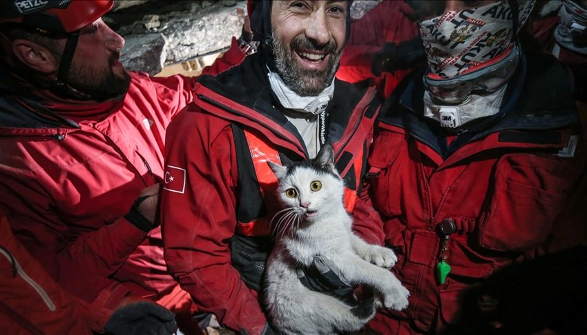  ФОТО: И нивните животи се важни, спасени над 300 животни под рушевините во Хатај