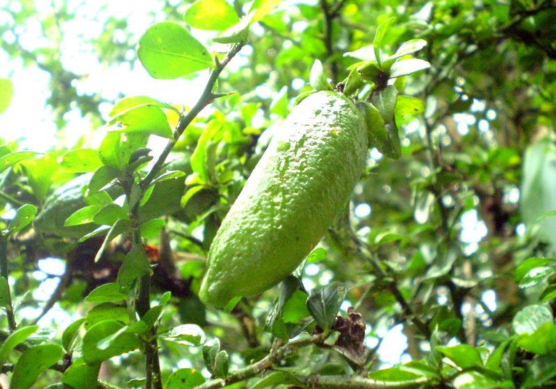  Најскапиот лимон на светот се одгледува во Албанија