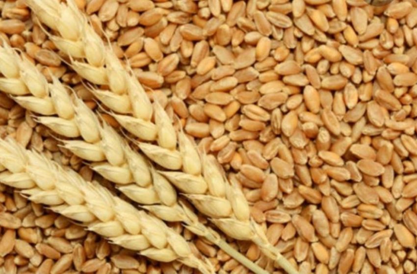 Бразил одобри одгледување и продажба на ГМО пченица отпорна на суша