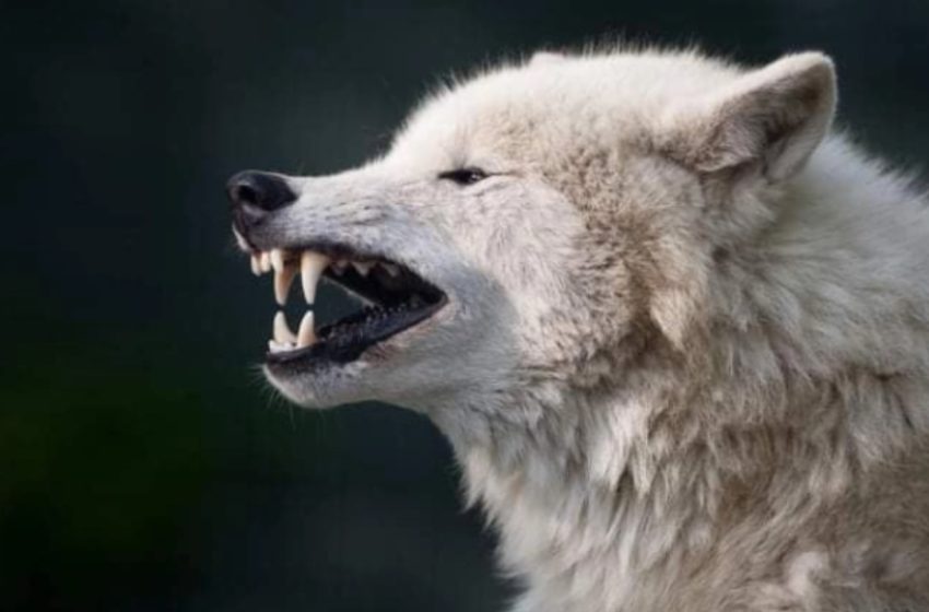  По 100 години: Волците се вратија во Белгија