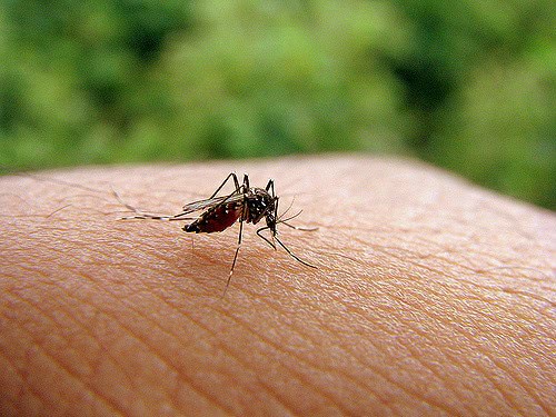  Аргентина: Комарци шират денга треска, 40 починати и над 60.000 заразени