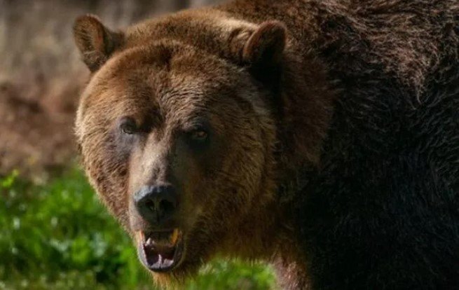  УЖАС во Италија: Мечка усмрти млад човек, сега ја бараат да ја убијат