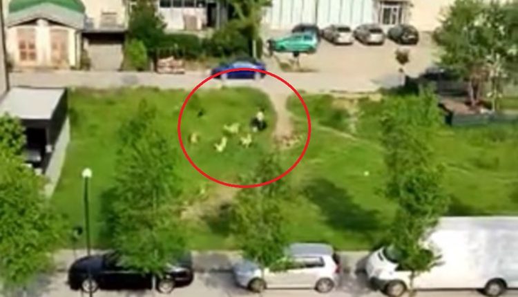  Вознемирувачко видео: Девојка вреска и бега од глутница кучиња во Тетово