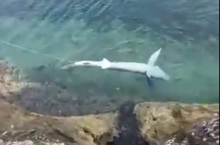  ПАНИКА ВО ХРВАТСКА: Маж влечеше ајкула за опашка по брегот/ФОТО