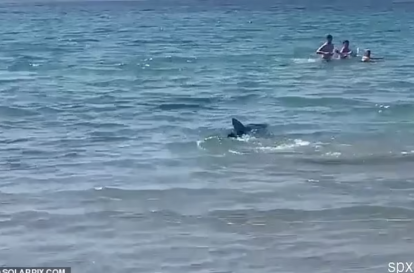  (Видео/Фото) Драма на плажа во Европа! Ајкула бркала капачи во плиткото, луѓето панично бегале