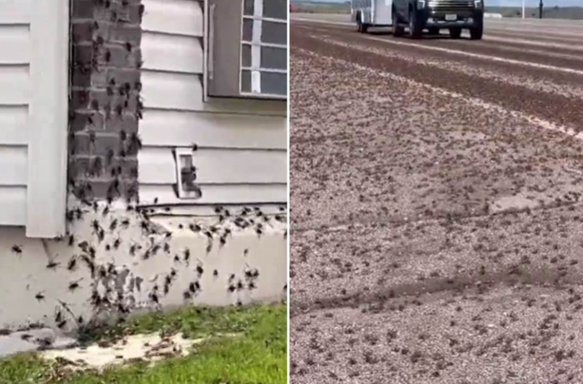  (Видео) Инсекти го преплавиле градот, ги прекриле улиците! Растат до 8 центиметри и ги има милиони – луѓето во паника