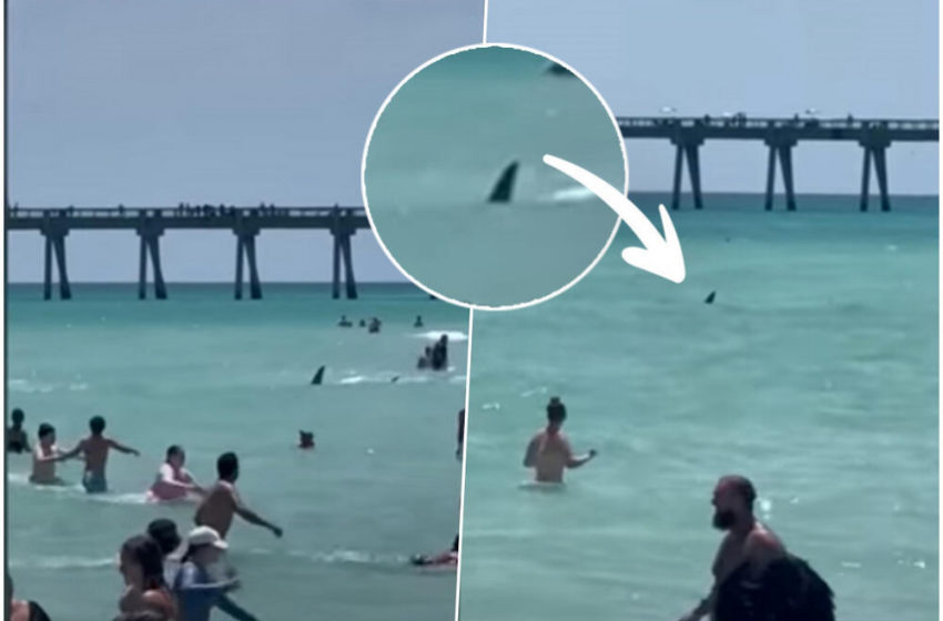  (Видео) „Бегајте од водата!“: Застрашувачки грбни перки кружеле околу пливачите, додека тие панично барале спас од ајкулата!