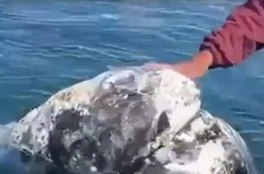  (Видео) Видео кое ќе им го разубави денот на љубителите на животни: Како човек и кит станаа пријатели