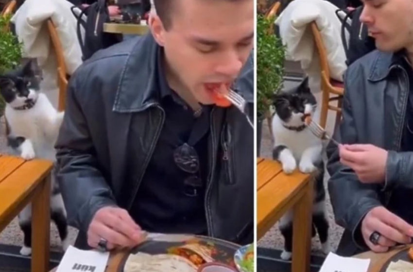  [ВИДЕО] Неодоливиот начин на кој оваа мачка бара храна во Истанбул стана апсолутен хит на интернет