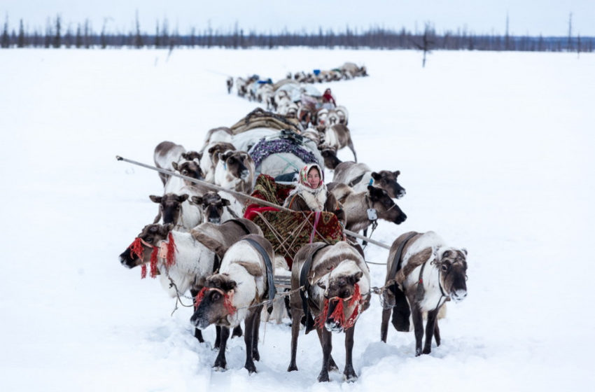  [ФОТО] Ненеци – необично племе од Русија: Живеат на -50°C, јадат сирово месо од ирваси