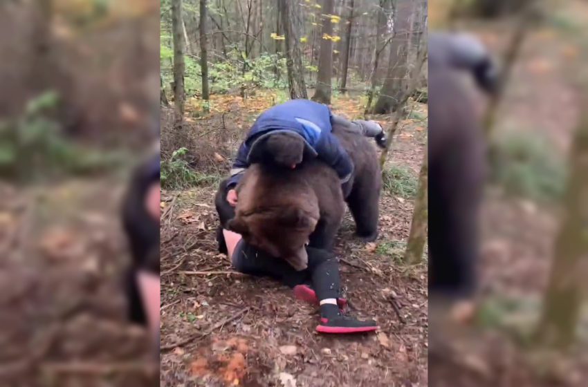  Видео:Си играат со мечка