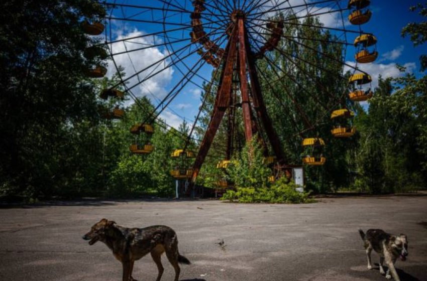 Во Чернобил радијацијата влијае на сите, но овие животни се единствените отпорни: Научниците не можат да ја одгатнат мистеријата