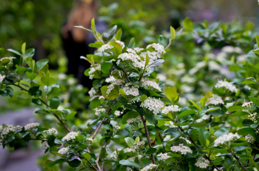 Чудотворно овошје: Го зајакнува имунитетот, намалува холестеролот и ја стимулира работата на тироидната жлезда