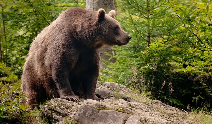  ЦУК: Мечка убила и изела овци во гостиварско село Равен