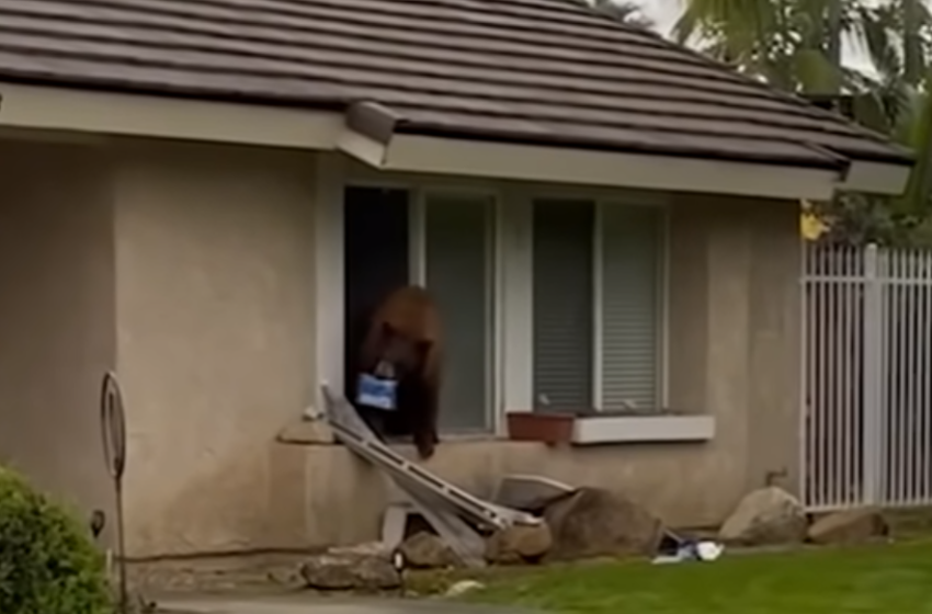  [ВИДЕО] Мечка упадна во куќа во Калифорнија и излезе со колачиња