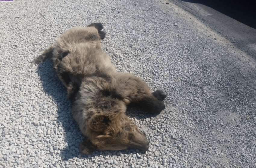  Усмртена мечка во сообраќајка кај вториот каменолом на патот Гостивар-Охрид