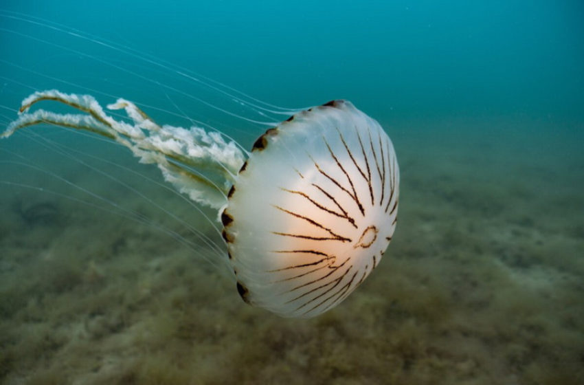  Поради долготрајните горештини, Јадранот е преполн медузи: Сакаат топли мориња