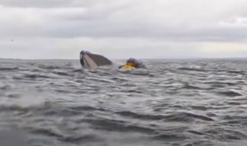  Кит проголта и исплука кајакар кај брегот на Чиле: Мислев дека тоа е крајот