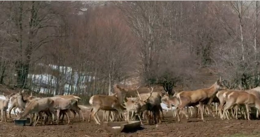  Европскиот елен се враќа на Галичица (Видео)