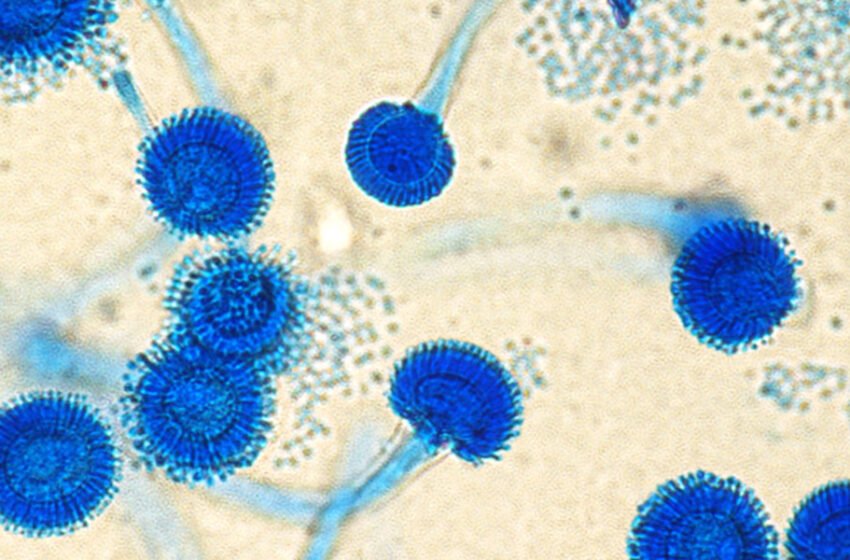  Смртоносна габа се шири низ Европа, 9 милиони луѓе би можеле да бидат изложени на ризик: Научниците откриваат што се крие зад тоа