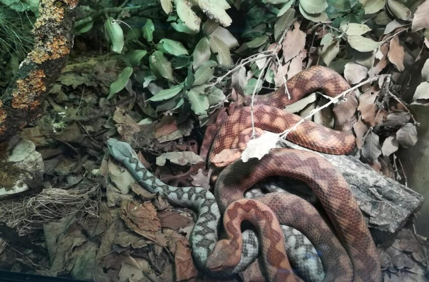  Жена од Словенија почина откако ја каснал поскок – прв забележан случај по повеќе од три децении