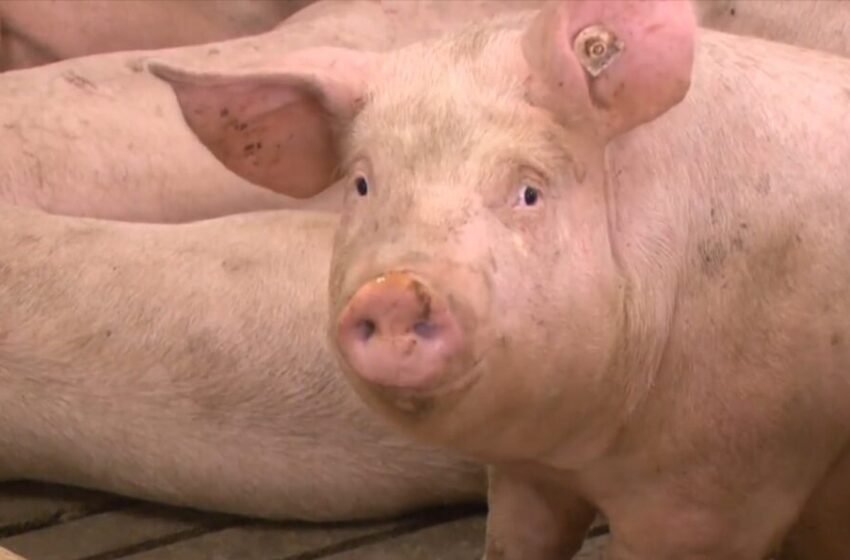  Хрватска: Потврдени нови случаи на африканска свинска чума