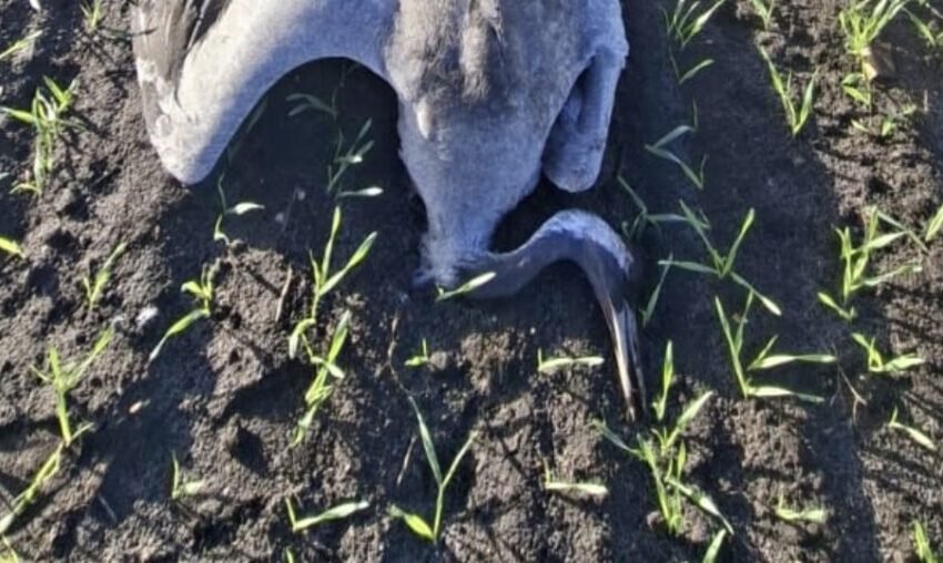  Повеќе од 1.000 жерави мртви во близина на Берлин: Птичјиот грип се шири брзо