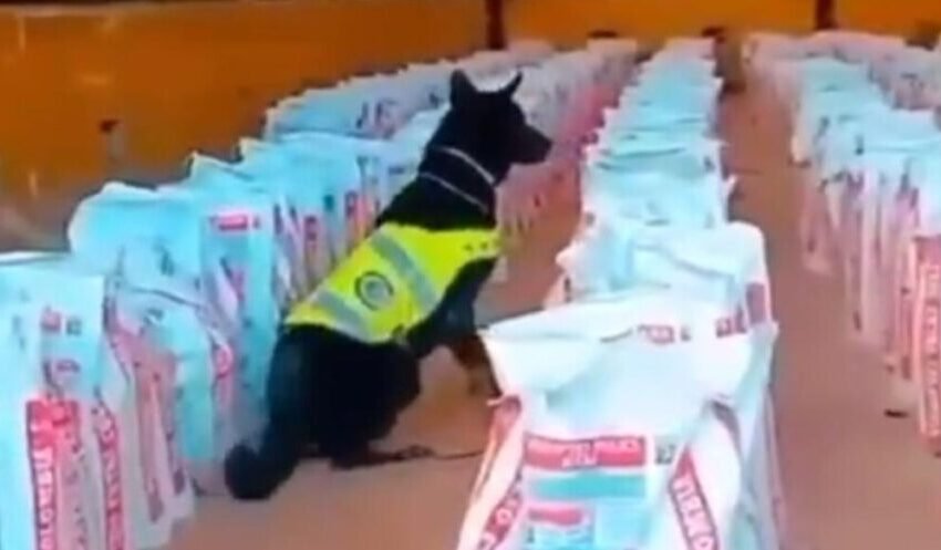  ВИДЕО: Во Колумбија запленети рекордни 14 тони кокаин