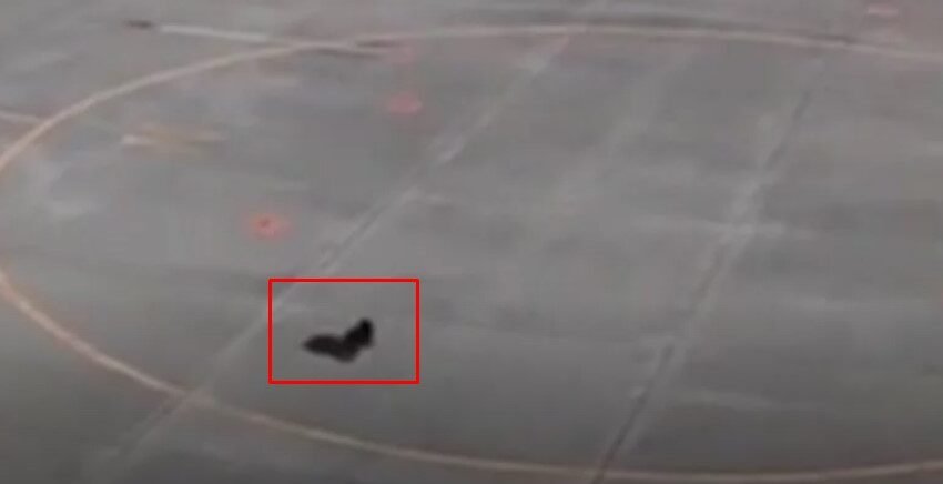  ВИДЕО Необичен случај: Мечка затвори аеродром во Јапонија