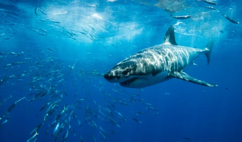  ВИДЕО Џиновска ајкула снимена во Јадранското море