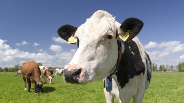  Патувате во Грција? Внимавајте, има избегана крава на патот!